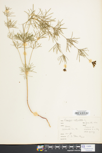 Coreopsis verticillata image