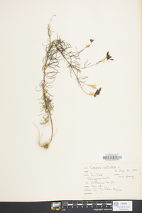 Coreopsis verticillata image