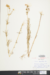 Coreopsis verticillata image