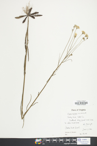 Crepis capillaris image