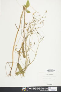 Crepis capillaris image