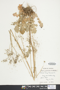 Youngia japonica image