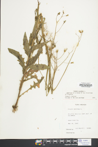 Crepis pulchra image