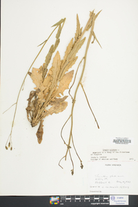 Crepis pulchra image