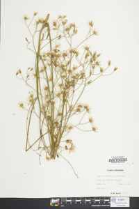 Crepis pulchra image