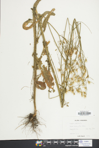 Crepis pulchra image