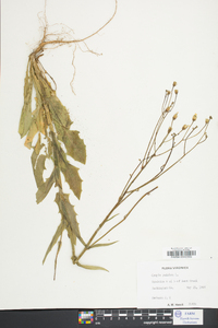 Crepis pulchra image