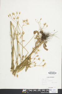 Crepis pulchra image