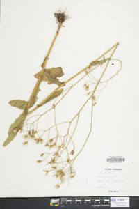 Crepis pulchra image