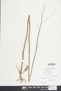 Crepis pulchra image