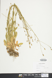 Crepis pulchra image