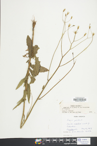 Crepis pulchra image