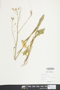 Crepis pulchra image