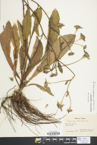 Elephantopus tomentosus image