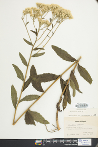 Eupatorium album image