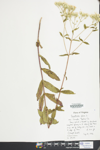 Eupatorium album image