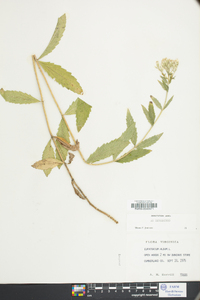 Eupatorium album image