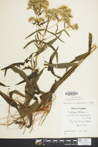 Eupatorium altissimum image