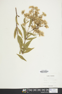 Eupatorium altissimum image