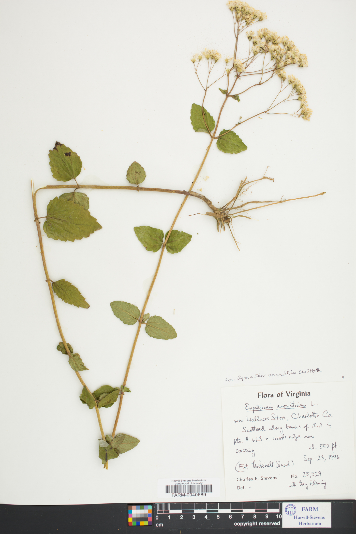 Eupatorium aromaticum image