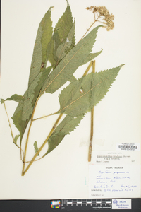 Eupatoriadelphus fistulosus image