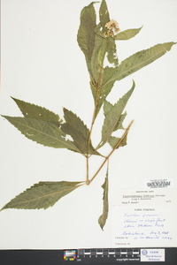 Eupatoriadelphus fistulosus image