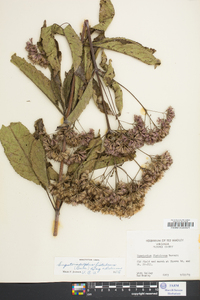 Eupatoriadelphus fistulosus image