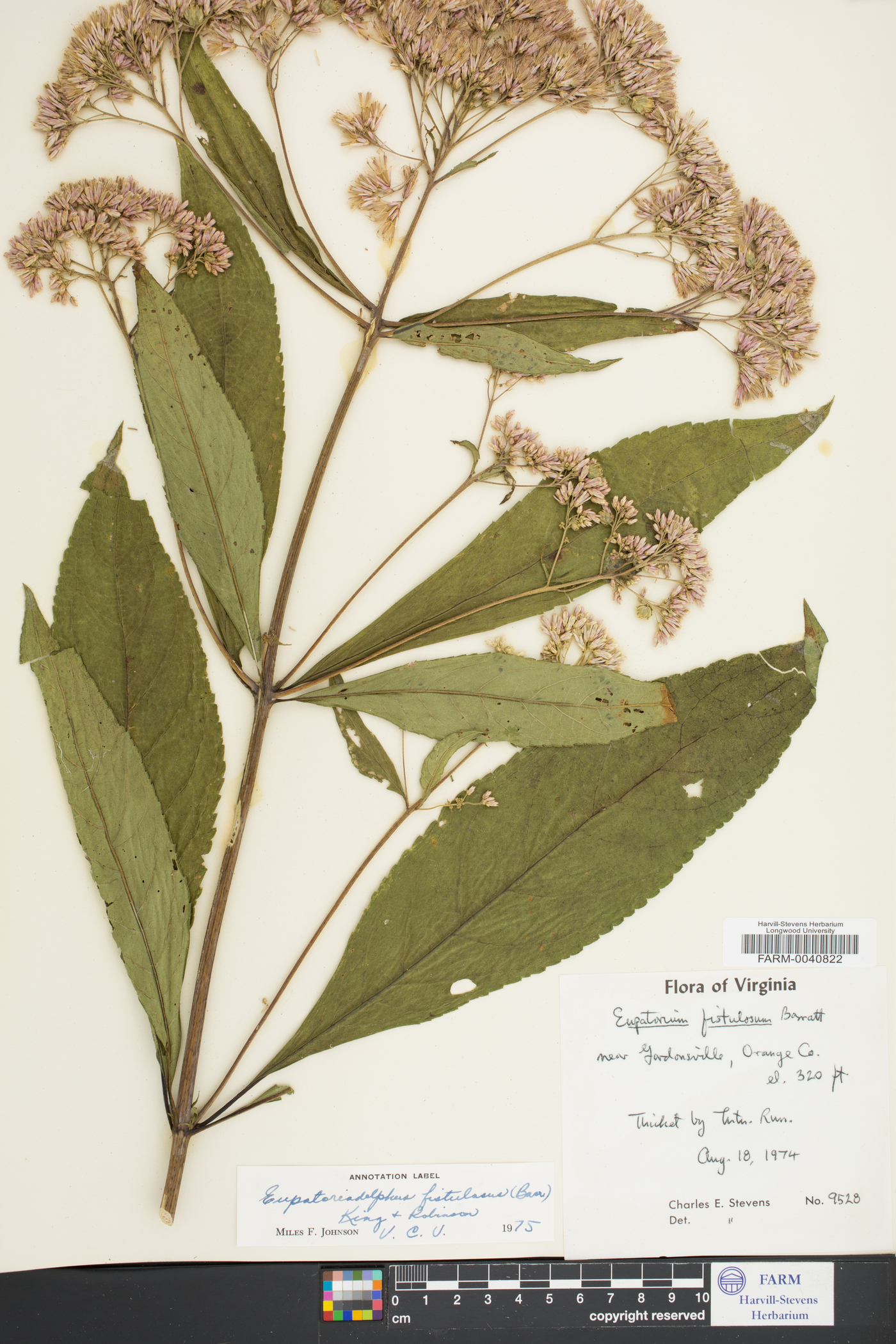 Eupatoriadelphus fistulosus image