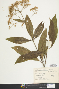 Eupatoriadelphus fistulosus image