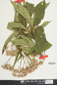 Eupatoriadelphus fistulosus image