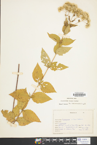 Eupatorium vaseyi image