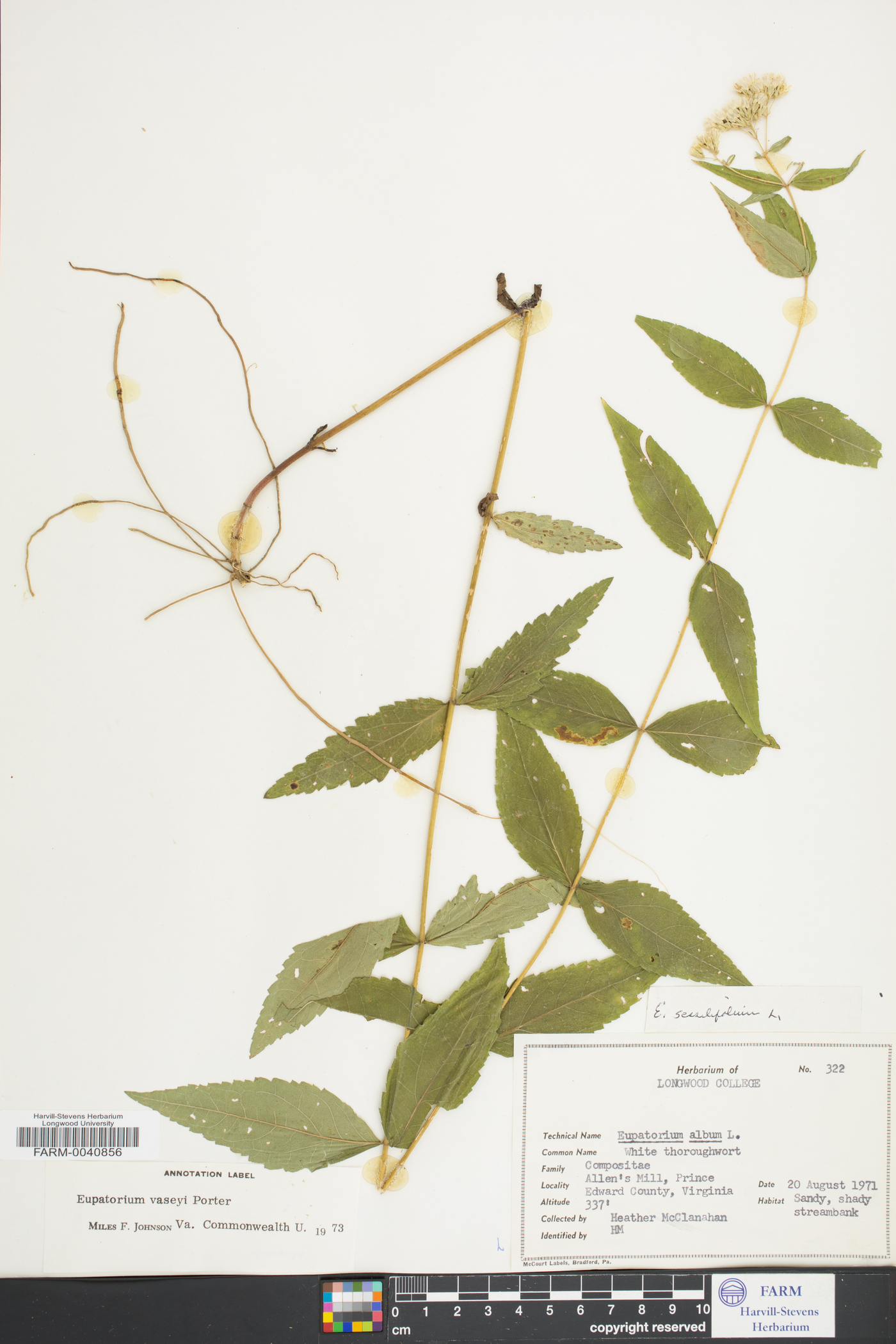 Eupatorium vaseyi image