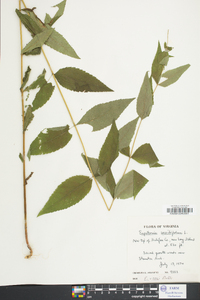 Eupatorium vaseyi image