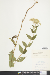 Eupatorium vaseyi image