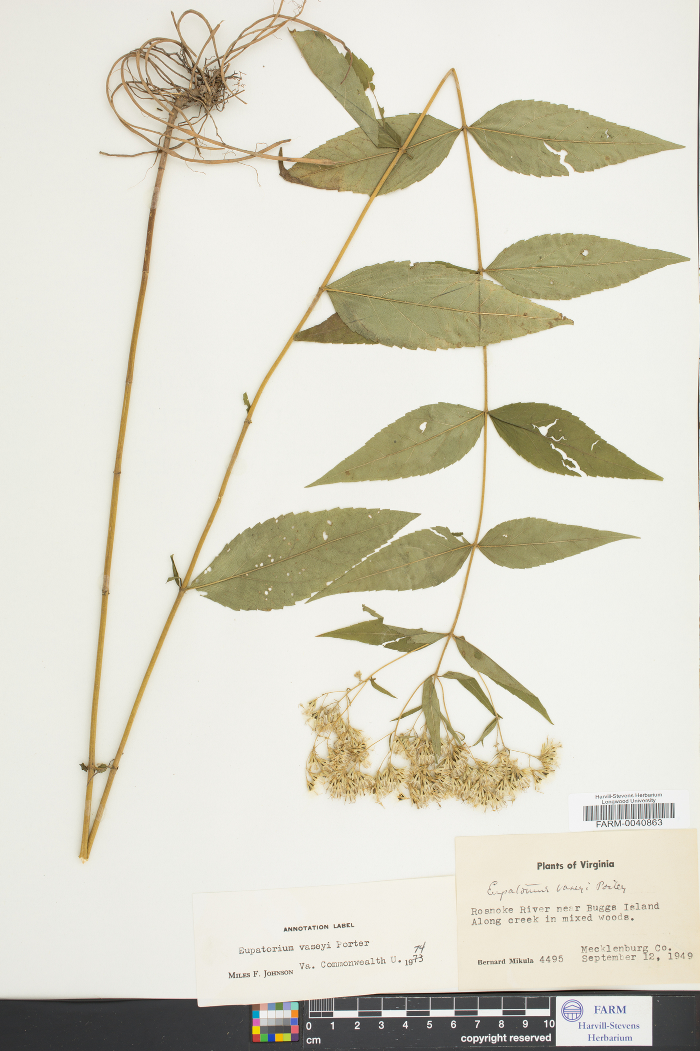 Eupatorium vaseyi image