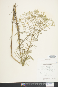 Eupatorium hyssopifolium image