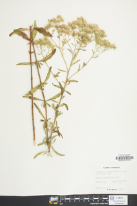 Eupatorium hyssopifolium image