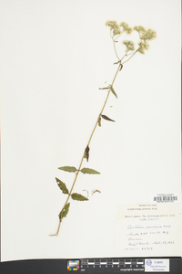 Eupatorium pilosum image