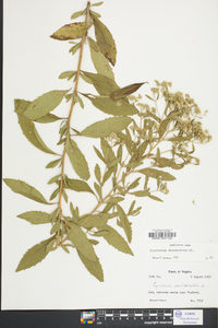 Eupatorium semiserratum image