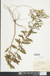 Eupatorium semiserratum image