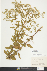 Eupatorium semiserratum image