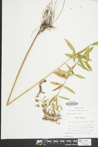 Eupatorium semiserratum image