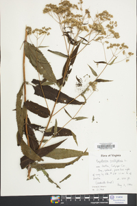 Eupatorium sessilifolium image