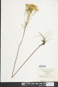 Solidago tenuifolia image