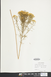 Solidago tenuifolia image