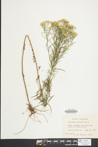 Solidago tenuifolia image