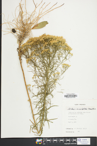 Solidago tenuifolia image