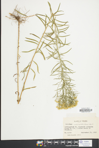 Solidago tenuifolia image