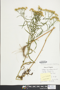 Solidago tenuifolia image