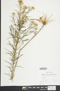 Solidago tenuifolia image